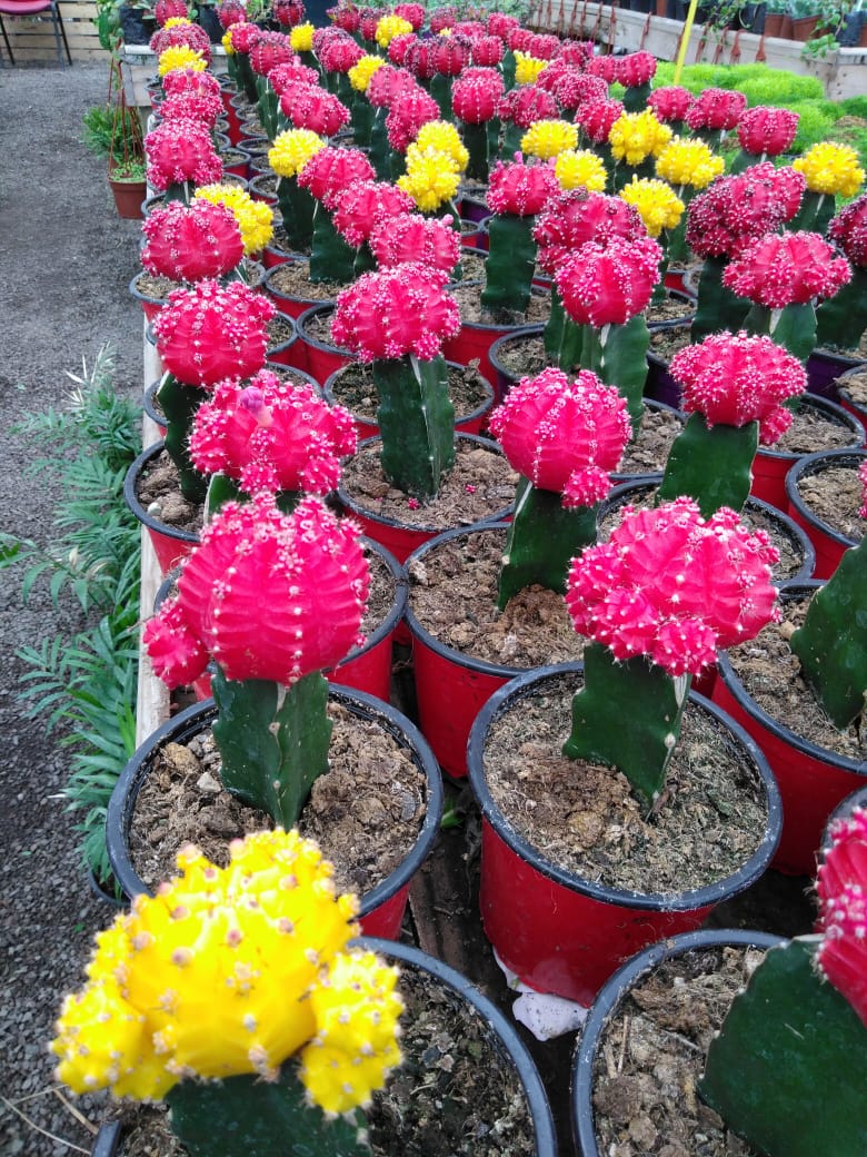 Cactus Japones Grande - Vivero Antofagasta