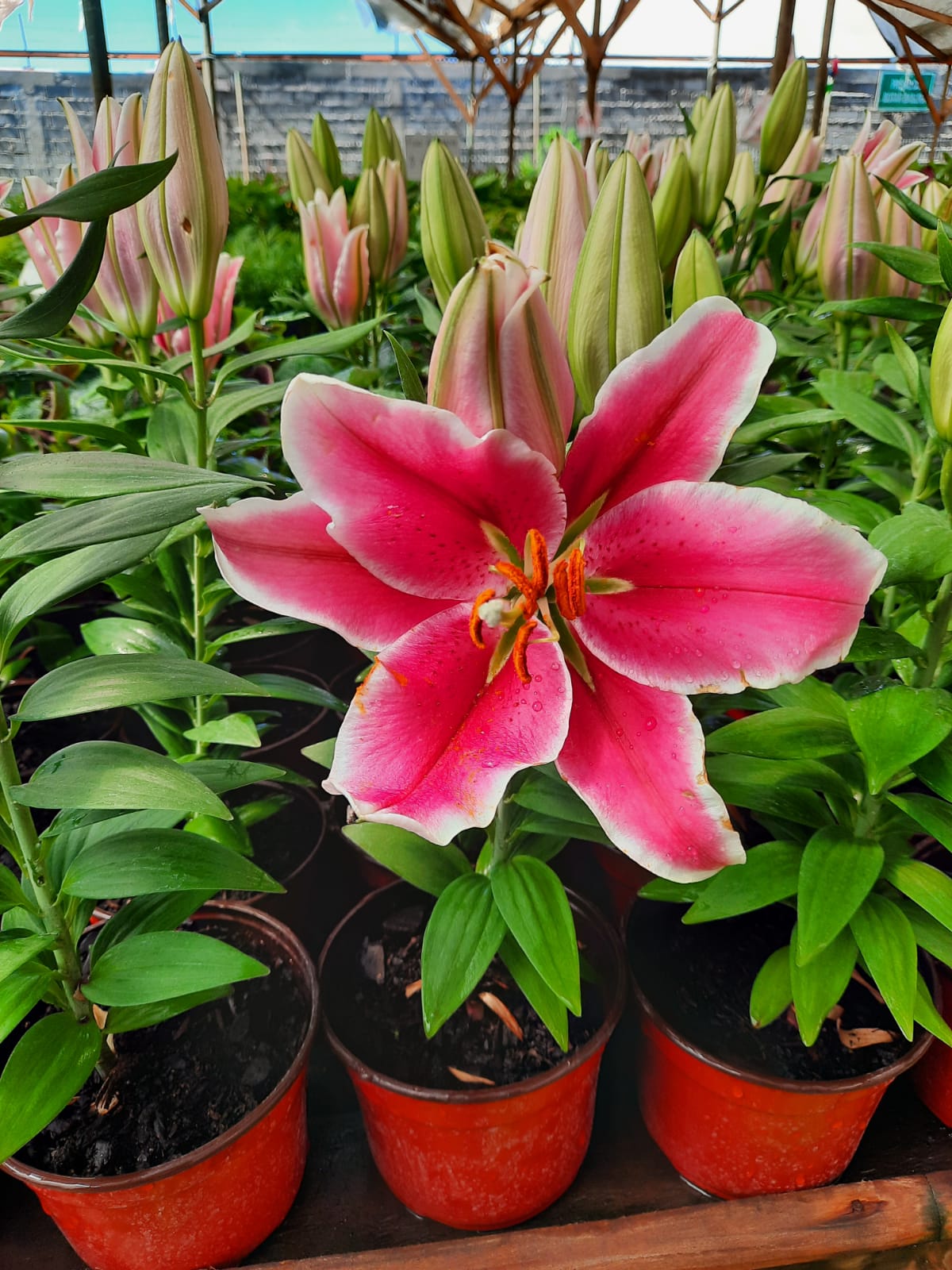 Lilium oriental – Vivero Antofagasta