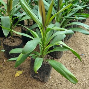 Dracena Glauca