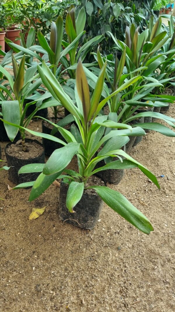 Dracena Glauca