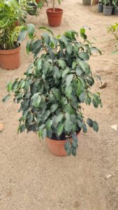 ficus Golden