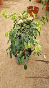 ficus mixto