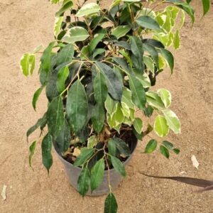 ficus mixto