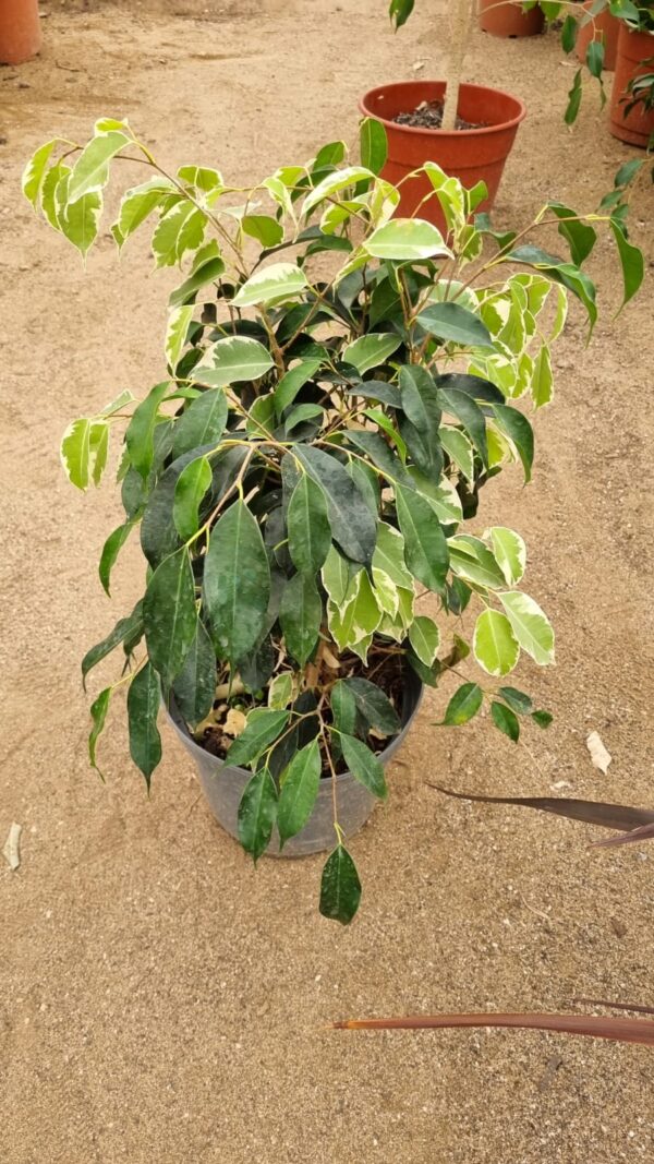 ficus mixto